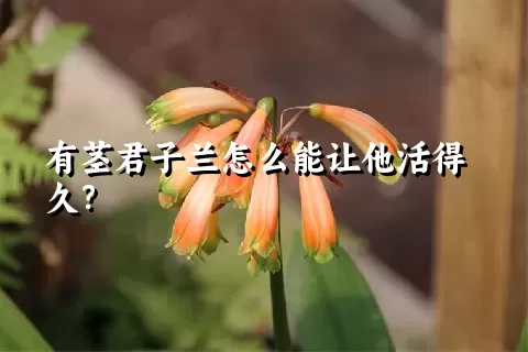 有茎君子兰怎么能让他活得久？