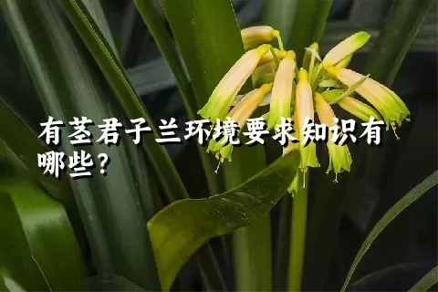 有茎君子兰环境要求知识有哪些？