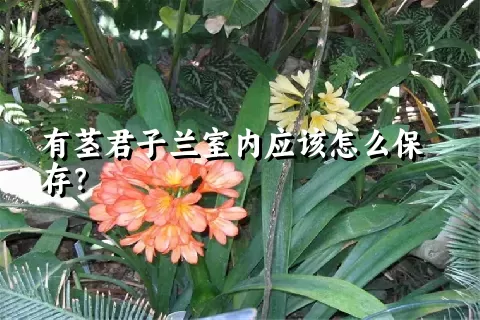 有茎君子兰室内应该怎么保存？