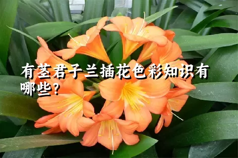 有茎君子兰插花色彩知识有哪些？