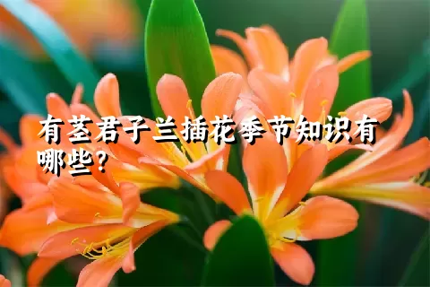 有茎君子兰插花季节知识有哪些？