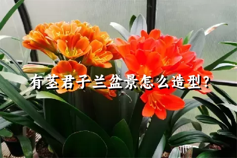 有茎君子兰盆景怎么造型？