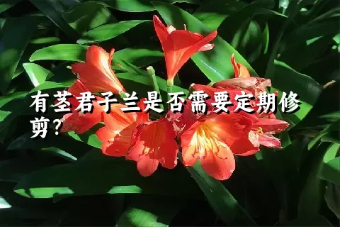 有茎君子兰是否需要定期修剪？