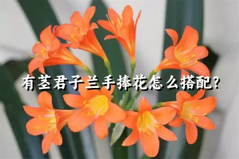 有茎君子兰手捧花怎么搭配？