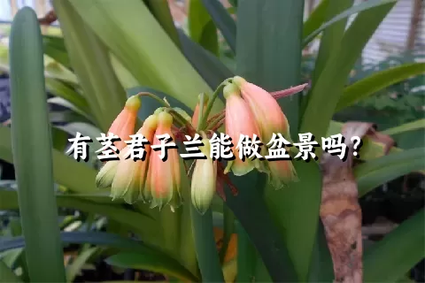 有茎君子兰能做盆景吗？