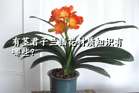 有茎君子兰插花材质知识有哪些？