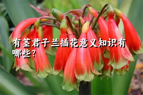 有茎君子兰插花意义知识有哪些？