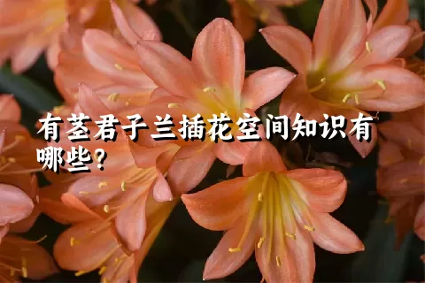 有茎君子兰插花空间知识有哪些？