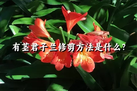 有茎君子兰修剪方法是什么？