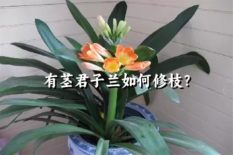 有茎君子兰如何修枝？