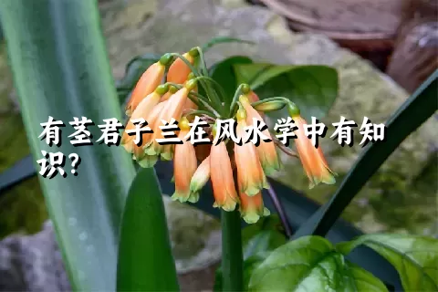 有茎君子兰在风水学中有知识？