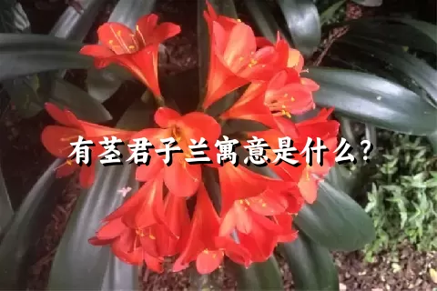 有茎君子兰寓意是什么？