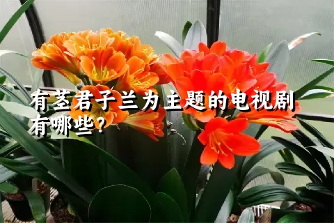 有茎君子兰为主题的电视剧有哪些？