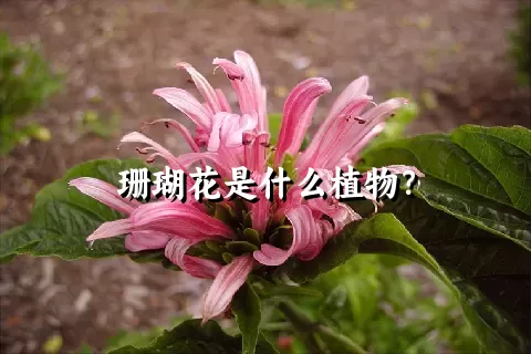 珊瑚花是什么植物？