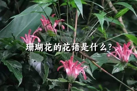 珊瑚花的花语是什么？