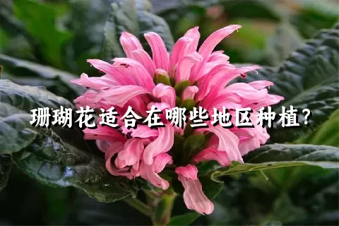 珊瑚花适合在哪些地区种植？