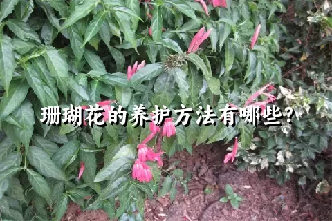 珊瑚花的养护方法有哪些？