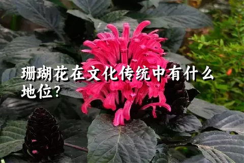 珊瑚花在文化传统中有什么地位？