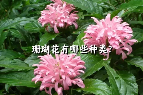 珊瑚花有哪些种类？