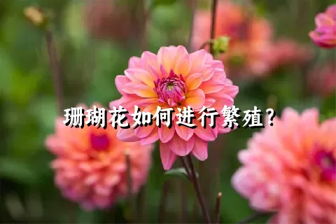 珊瑚花如何进行繁殖？