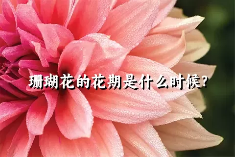 珊瑚花的花期是什么时候？