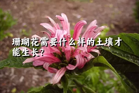 珊瑚花需要什么样的土壤才能生长？