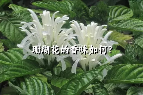 珊瑚花的香味如何？