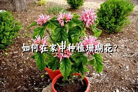 如何在家中种植珊瑚花？