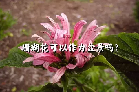 珊瑚花可以作为盆景吗？