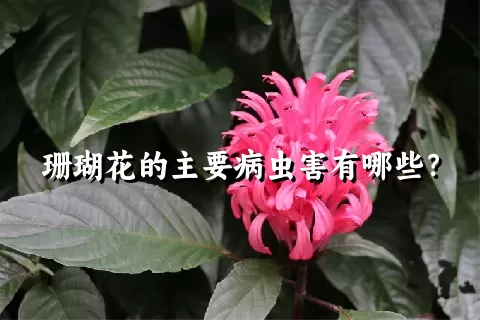 珊瑚花的主要病虫害有哪些？