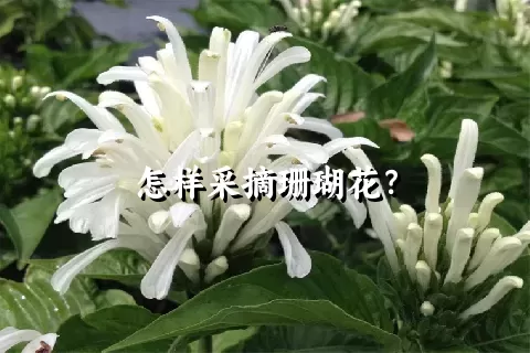 怎样采摘珊瑚花？