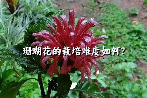 珊瑚花的栽培难度如何？