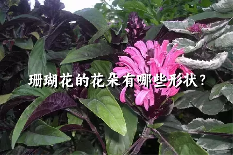 珊瑚花的花朵有哪些形状？