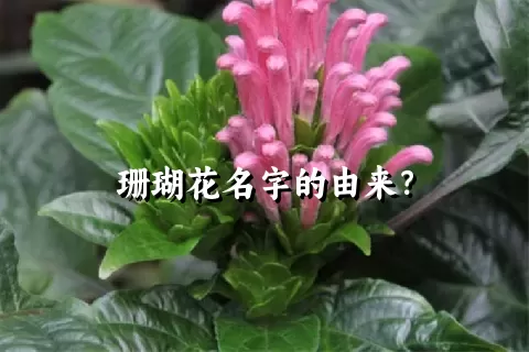 珊瑚花名字的由来？