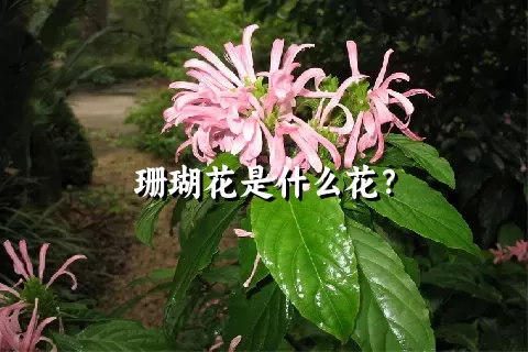 珊瑚花是什么花？