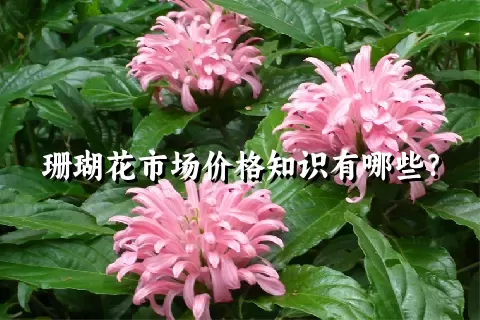 珊瑚花市场价格知识有哪些？