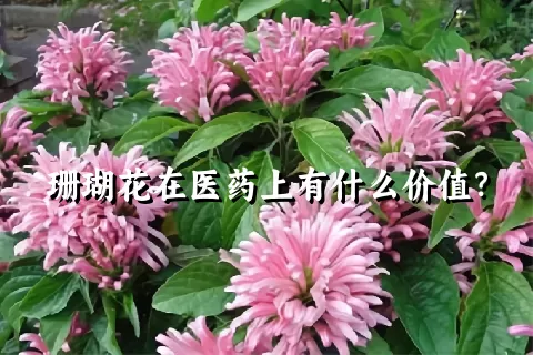 珊瑚花在医药上有什么价值？