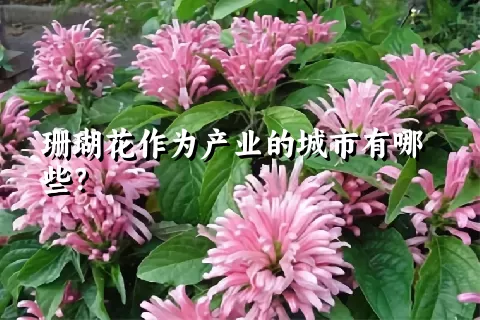 珊瑚花作为产业的城市有哪些？