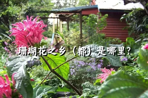 珊瑚花之乡（都）是哪里？