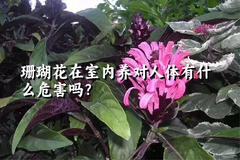 珊瑚花在室内养对人体有什么危害吗？