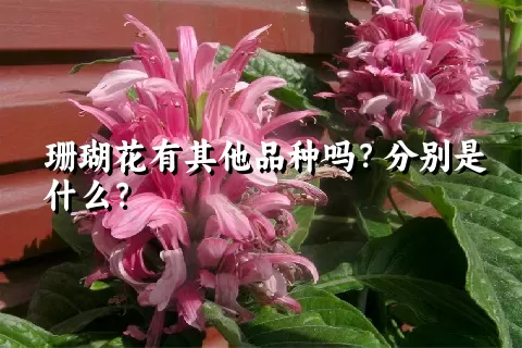 珊瑚花有其他品种吗？分别是什么？