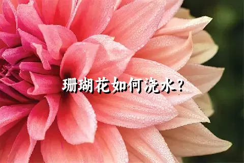 珊瑚花如何浇水？