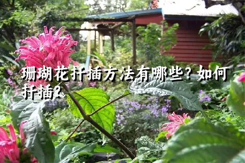 珊瑚花扦插方法有哪些？如何扦插？