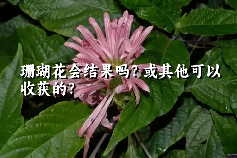 珊瑚花会结果吗？或其他可以收获的？