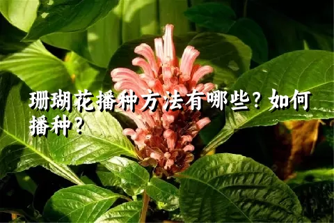 珊瑚花播种方法有哪些？如何播种？