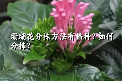 珊瑚花分株方法有播种？如何分株？