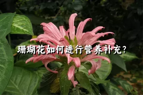 珊瑚花如何进行营养补充？