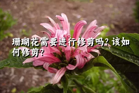 珊瑚花需要进行修剪吗？该如何修剪？