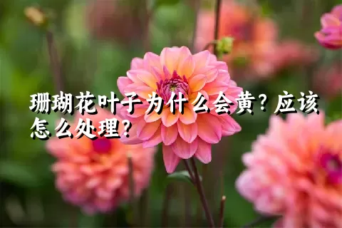 珊瑚花叶子为什么会黄？应该怎么处理？