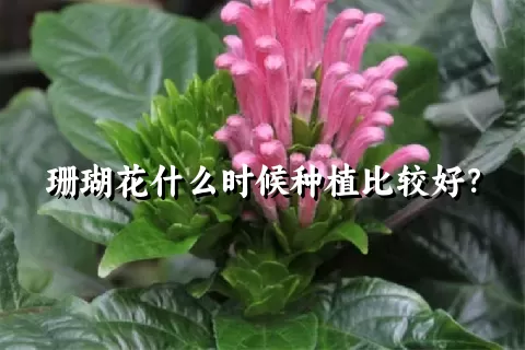 珊瑚花什么时候种植比较好？